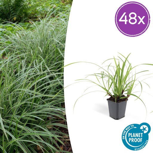 "48x Carex morrowii 'Ice Dance' - ↕10-25cm - Ø9cm image"
