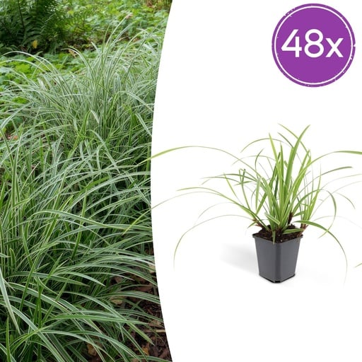 "Japan-Segge 'Ice Dance' 48er-Set (Carex morrowii) – winterhartes Ziergras, Topf-Ø 9 cm, Höhe ca. 25 cm image"