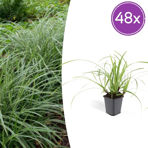 "Japan-Segge 'Ice Dance' 48er-Set (Carex morrowii) – winterhartes Ziergras, Topf-Ø 9 cm, Höhe ca. 25 cm image"