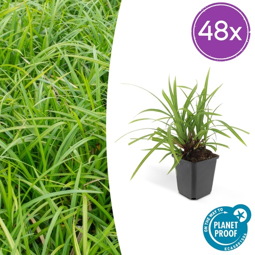 "48x Carex morrowii 'Irish Green' - ↕10-25cm - Ø9cm image"
