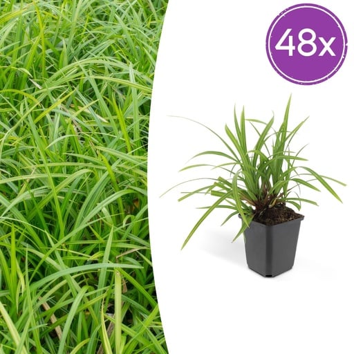 "Japan-Segge 'Irish Green' 48er-Set (Carex morrowii) – winterhartes Ziergras, Topf-Ø 9 cm, Höhe ca. 25 cm image"
