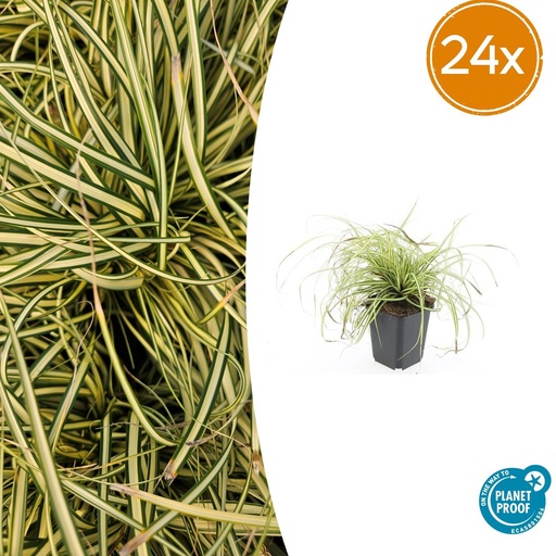 "24x Carex oshim. 'Evergold'  - ↕10-25cm - Ø9cm image"