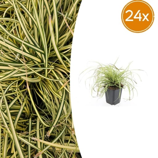 "Japan-Gold-Segge 'Evergold' 24er-Set (Carex oshimensis) – winterhartes Ziergras, Topf-Ø 9 cm, Höhe ca. 25 cm image"