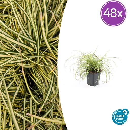 "48x Carex oshim. 'Evergold'  - ↕10-25cm - Ø9cm image"