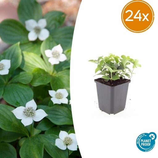 "Teppichhartriegel 24er-Set (Cornus canadensis) – winterharte Staude, Topf-Ø 9 cm, Höhe ca. 25 cm image"