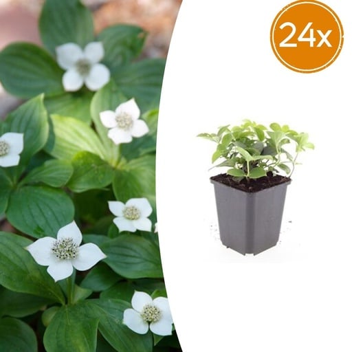 "Teppichhartriegel 24er-Set (Cornus canadensis) – winterharte Staude, Topf-Ø 9 cm, Höhe ca. 25 cm image"