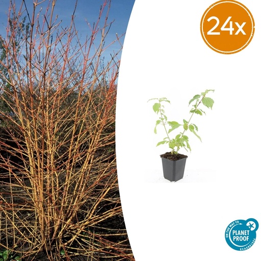 "24x Cornus sang. 'Anny's Winter Orange' - ↕10-25cm - Ø9cm image"