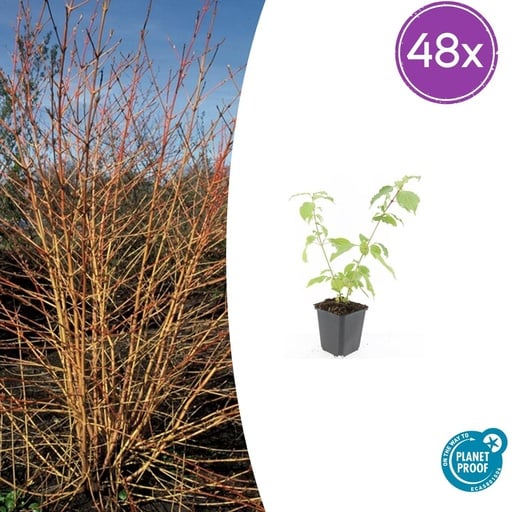 "48x Cornus sang. 'Anny's Winter Orange' - ↕10-25cm - Ø9cm image"