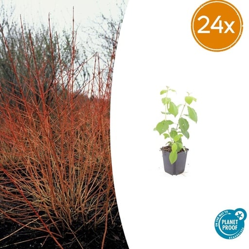 "24x Cornus sang. 'Midwinter Fire' - ↕10-25cm - Ø9cm image"