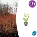 48x Cornus sang. 'Midwinter Fire' - ↕10-25cm - Ø9cm