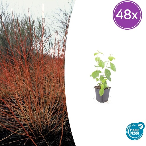 "48x Cornus sang. 'Midwinter Fire' - ↕10-25cm - Ø9cm image"