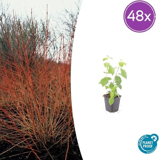 "Roter Hartriegel 'Midwinter Fire' 48er-Set (Cornus sanguinea) – winterharter Strauch, Topf-Ø 9 cm, Höhe ca. 25 cm image"