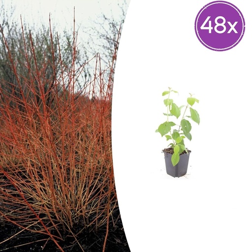"Roter Hartriegel 'Midwinter Fire' 48er-Set (Cornus sanguinea) – winterharter Strauch, Topf-Ø 9 cm, Höhe ca. 25 cm image"