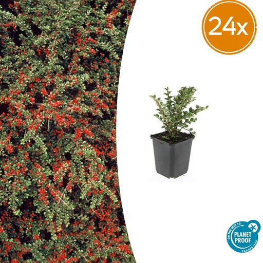 "24x Cotoneaster horizontalis - ↕10-25cm - Ø9cm image"