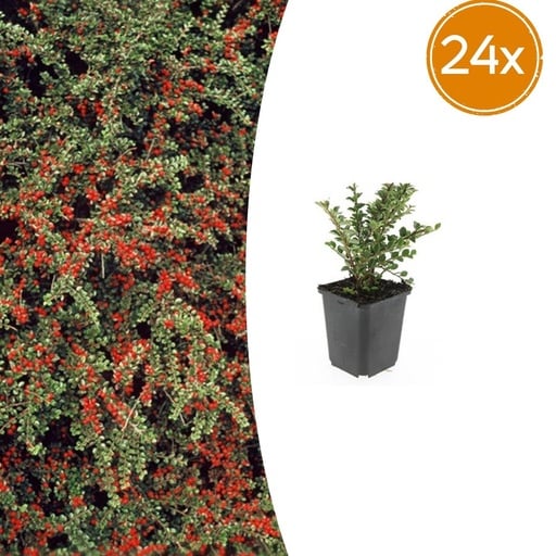 "Fächer-Zwergmispel 24er-Set (Cotoneaster horizontalis) – winterharter Bodendecker, Topf-Ø 9 cm, Höhe ca. 25 cm image"