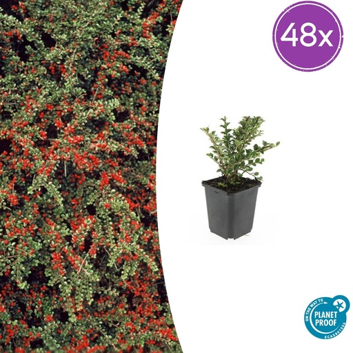 "48x Cotoneaster horizontalis - ↕10-25cm - Ø9cm image"