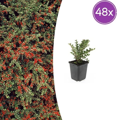 "Fächer-Zwergmispel 48er-Set (Cotoneaster horizontalis) – winterharter Bodendecker, Topf-Ø 9 cm, Höhe ca. 25 cm image"