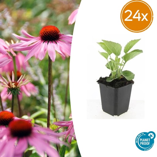 "24x Echinacea p. 'Magnus' - ↕10-25cm - Ø9cm image"