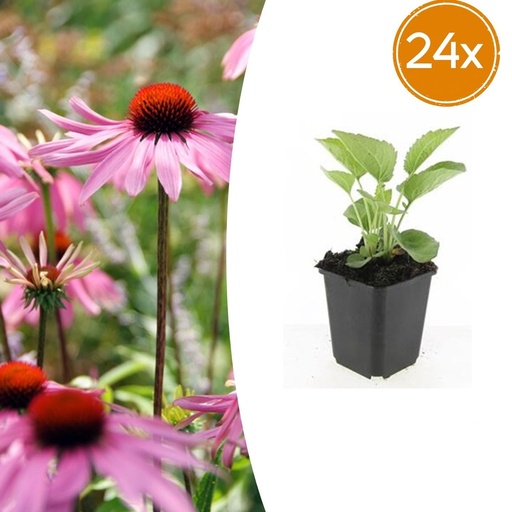 "Scheinsonnenhut 'Magnus' 24er-Set (Echinacea purpurea) – winterharte Staude, Topf-Ø 9 cm, Höhe ca. 25 cm image"