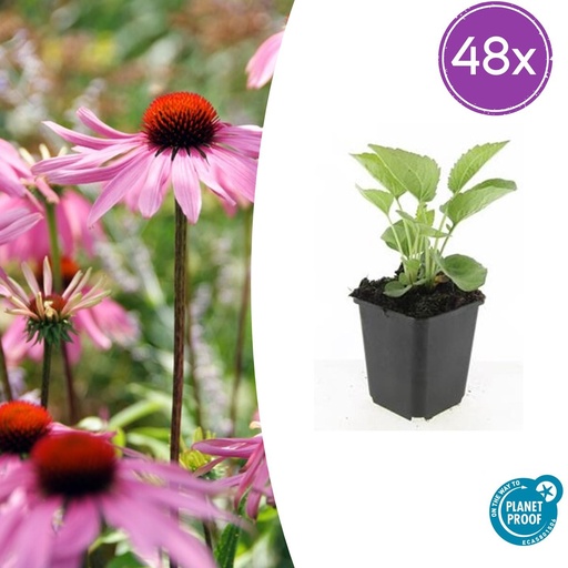 "48x Echinacea p. 'Magnus' - ↕10-25cm - Ø9cm image"