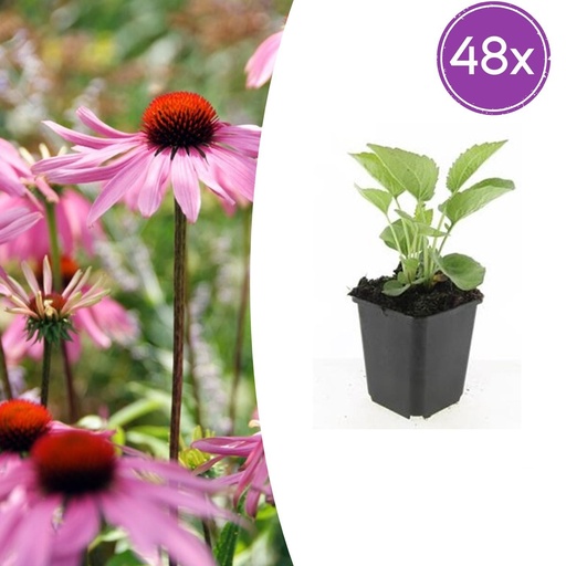 "Scheinsonnenhut 'Magnus' 48er-Set (Echinacea purpurea) – winterharte Staude, Topf-Ø 9 cm, Höhe ca. 25 cm image"