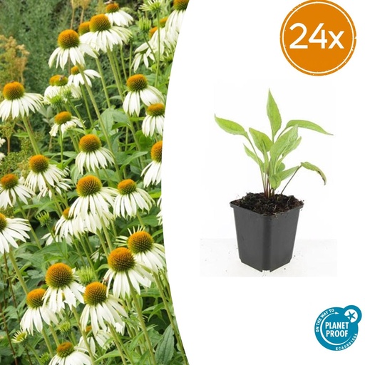 "24x Echinacea p. 'White Swan' - ↕10-25cm - Ø9cm image"