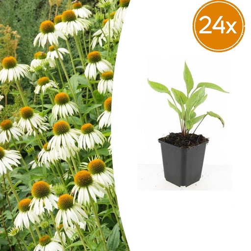 "Scheinsonnenhut 'Weiß Schwan' 24er-Set (Echinacea purpurea) – winterharte Staude, Topf-Ø 9 cm, Höhe ca. 25 cm image"