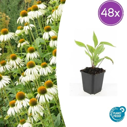 "Scheinsonnenhut 'White Swan' 48er-Set (Echinacea purpurea) – winterharte Staude, Topf-Ø 9 cm, Höhe ca. 25 cm image"