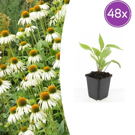 "Scheinsonnenhut 'White Swan' 48er-Set (Echinacea purpurea) – winterharte Staude, Topf-Ø 9 cm, Höhe ca. 25 cm image"