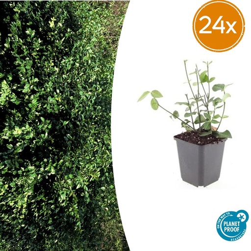 "24x Euonymus fort. 'Coloratus' - ↕10-25cm - Ø9cm image"