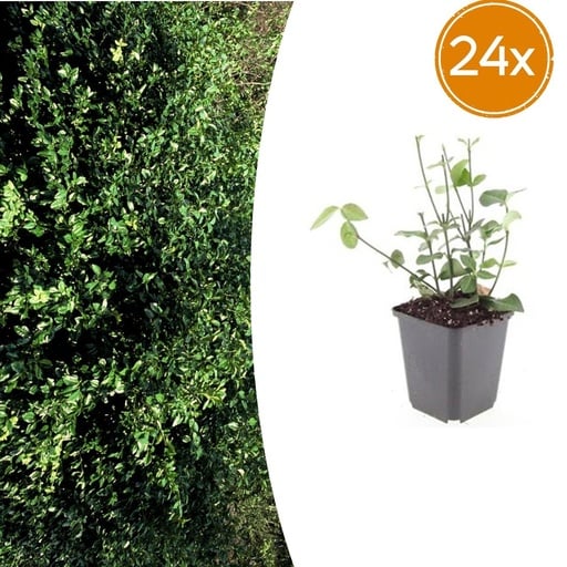 "Immergrüne Kriechspindel 'Coloratus' 24er-Set (Euonymus fortunei) – winterharter immergrüner Bodendecker, Topf-Ø 9 cm, Höhe ca. 25 cm image"