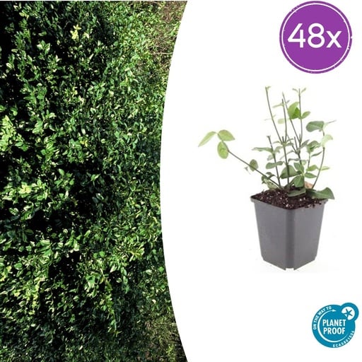 "48x Euonymus fort. 'Coloratus' - ↕10-25cm - Ø9cm image"