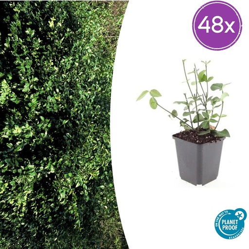 "48x Euonymus fort. 'Coloratus' - ↕10-25cm - Ø9cm image"