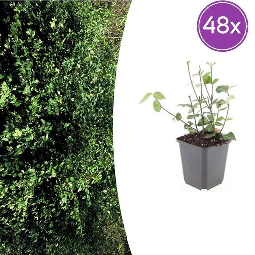 "Immergrüne Kriechspindel 'Coloratus' 48er-Set (Euonymus fortunei) – winterharter immergrüner Bodendecker, Topf-Ø 9 cm, Höhe ca. 25 cm image"