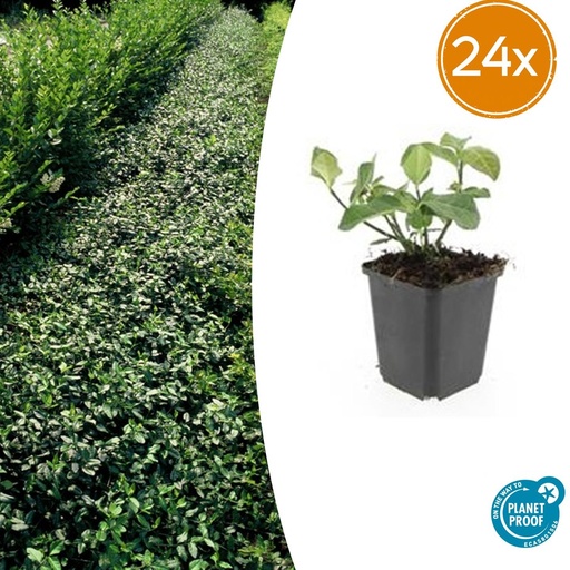 "24x Euonymus fort. 'Dart's Blanket' - ↕10-25cm - Ø9cm image"