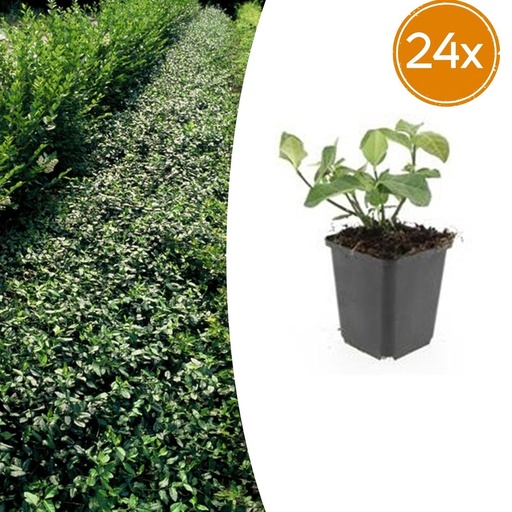 "Kriechspindel 'Dart' 24er-Set (Euonymus fortunei) – winterharter immergrüner Bodendecker, Topf-Ø 9 cm, Höhe ca. 25 cm image"