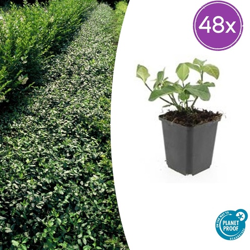 "48x Euonymus fort. 'Dart's Blanket' - ↕10-25cm - Ø9cm image"