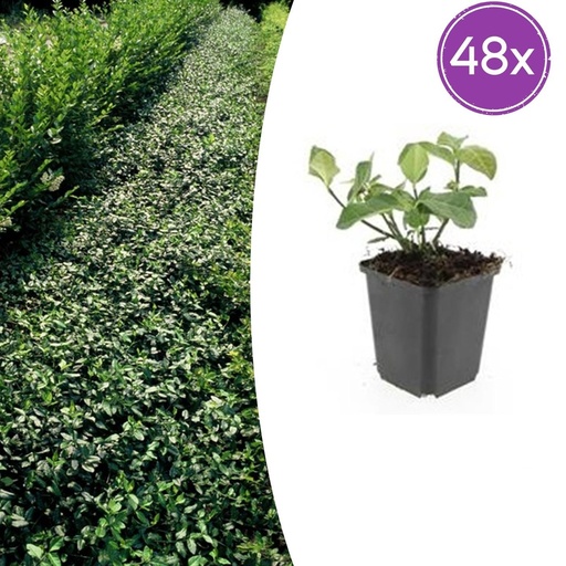 "Kriechspindel 'Dart' 48er-Set (Euonymus fortunei) – winterharter Bodendecker, Topf-Ø 9 cm, Höhe ca. 25 cm image"