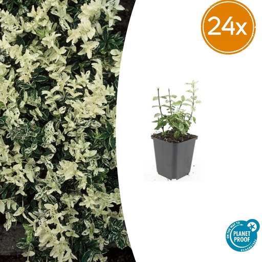 "24x Euonymus fort. 'Harlequin' - ↕10-25cm - Ø9cm image"
