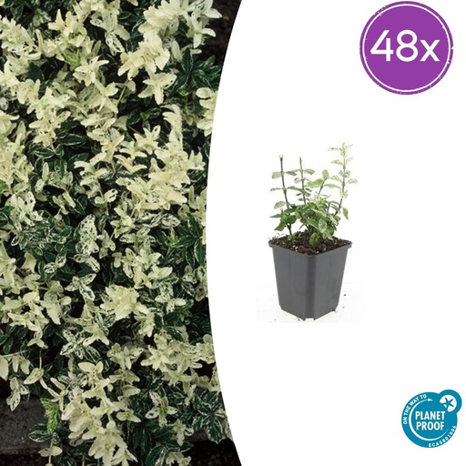 "48x Euonymus fort. 'Harlequin' - ↕10-25cm - Ø9cm image"
