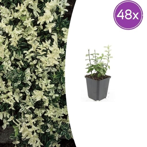 "Immergrüne Kriechspindel 'Harlequin' 48er-Set (Euonymus fortunei) – winterharter immergrüner Bodendecker, Topf-Ø 9 cm, Höhe ca. 25 cm image"