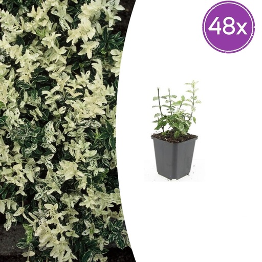 "Immergrüne Kriechspindel 'Harlequin' 48er-Set (Euonymus fortunei) – winterharter immergrüner Bodendecker, Topf-Ø 9 cm, Höhe ca. 25 cm image"