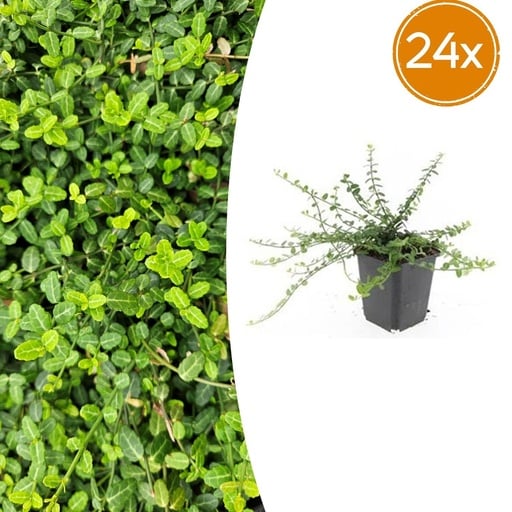 "Immergrüne Kriechspindel 'Minimus' 24er-Set (Euonymus fortunei) – winterharter immergrüner Bodendecker, Topf-Ø 9 cm, Höhe ca. 25 cm image"