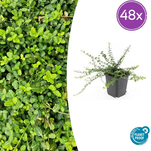 "Immergrüne Kriechspindel 'Minimus' 48er-Set (Euonymus fortunei) – winterharter immergrüner Bodendecker, Topf-Ø 9 cm, Höhe ca. 25 cm image"