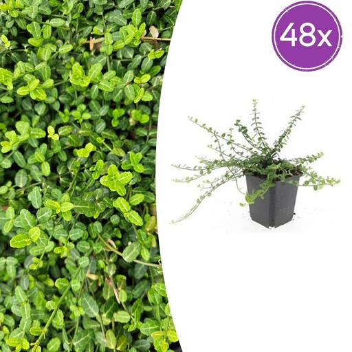 "Immergrüne Kriechspindel 'Minimus' 48er-Set (Euonymus fortunei) – winterharter immergrüner Bodendecker, Topf-Ø 9 cm, Höhe ca. 25 cm image"