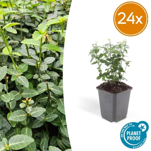 "24x Euonymus fortunei radicans - ↕10-25cm - Ø9cm image"
