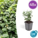 48x Euonymus fortunei radicans - ↕10-25cm - Ø9cm