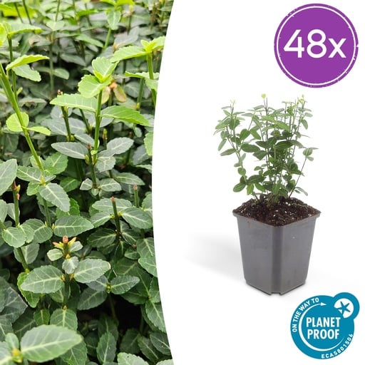 "Kriechspindel 48er-Set (Euonymus fortunei) – winterharter Bodendecker, Topf-Ø 9 cm, Höhe ca. 25 cm image"