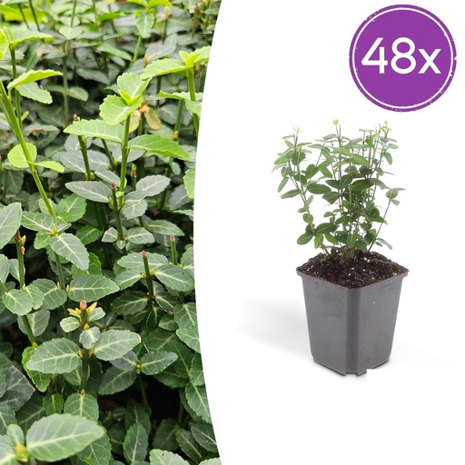 "Kriechspindel 48er-Set (Euonymus fortunei) – winterharter Bodendecker, Topf-Ø 9 cm, Höhe ca. 25 cm image"
