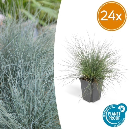 "24x Festuca glauca 'Elijah Bleu' - ↕10-25cm - Ø9cm image"